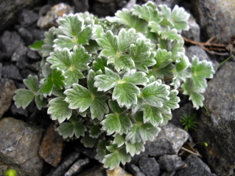 Potentilla pulvinaris en fleurs dans les rochers d'altitude en Turquie